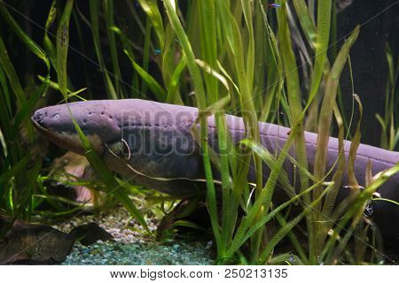 Electric eel (Electrophorus electricus). Tropical fish. 
