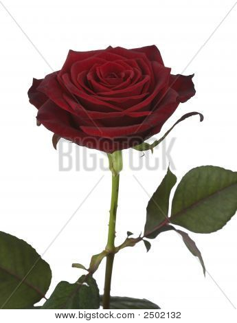 Rose sola aislado contra blanco