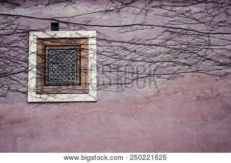 Overgrown With A Pattern Window On The Pink Wall