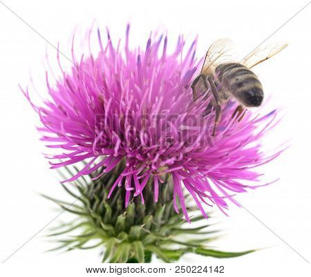 Honeybee And Purple Flower Head Isolated On A White Background.