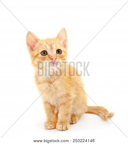 Small Red Kitten On A White Background