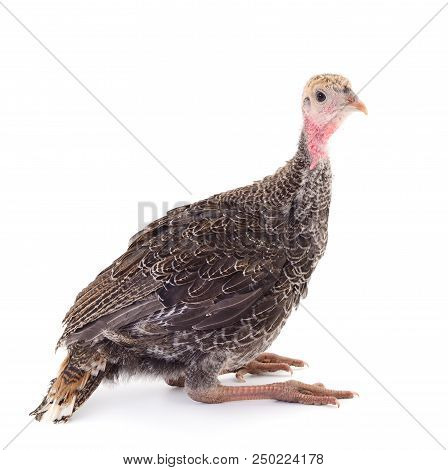 Turkey, Poultry  Isolated On A White Background.