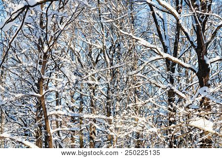 Thicket Snow-covered Trees Trees In Forest Of Timiryazevskiy Park Of Moscow City In Sunny Winter Day