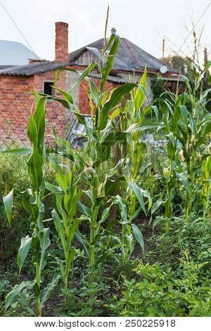 Corn Bushes In Country Garden In Summer Evening In Kuban Region Of Russia