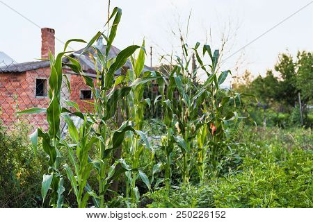 Corn Plants In Country Garden In Summer Evening In Kuban Region Of Russia