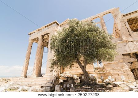 Ruins Of Parthenon Temple On The Acropolis Of Athens, Greece. Legendary Olive Tree Of The Pandroseio