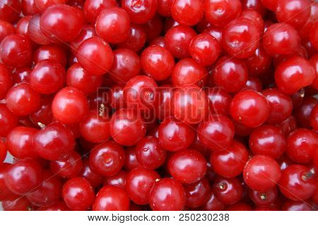 Selye Berries Cherry Bright And Colorful Background
