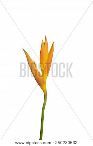 Yellow Parakeet Flower Heliconia Psittacorum Isolated On White Background