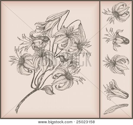 Tiger lily kresba