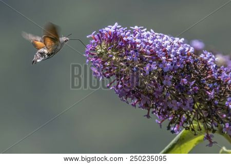 Sphinx Of The Gallium On Buddleja