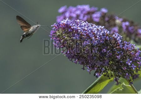 Sphinx Of The Gallium On Buddleja