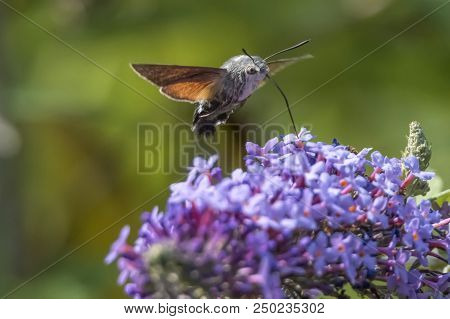 Sphinx Of The Gallium On Buddleja