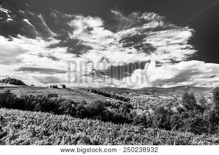The Beautiful Vineyard Of Collio, Friuli Venezia-giulia, Italy