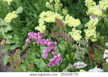 Limonium Sinuatum, Or Wavyleaf Sea Lavender, Statice, Sea Lavender In The Garden