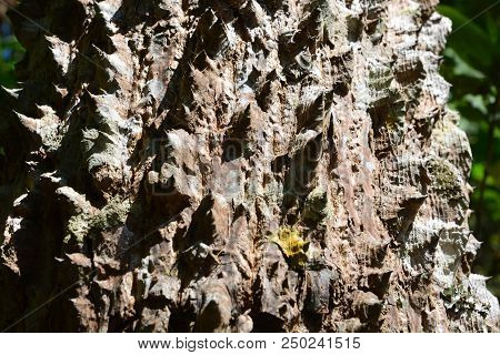 Trunk Thorny Of Bombax Ceiba Tree Background ** Note Select Focus With Shallow Depth Of Field