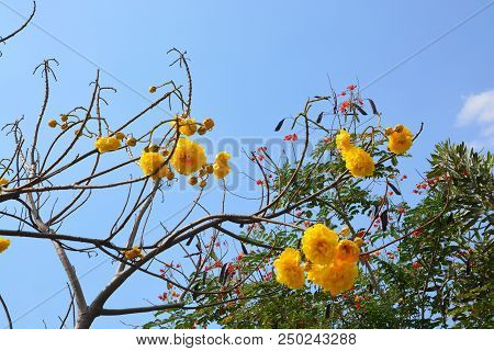 Cochlospermum Regium Flower On Blue Sky . Yellow Cotton Tree, Suphannika