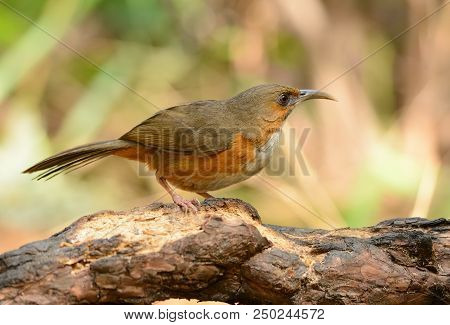 Beatiful Rusty-cheeked Scimitar-babbler (pomatorhinus Erythrogenys) Possing On The Branch