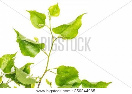 One Whole Fresh Green Plant Linden Tree Branch With Fresh Broad Cordate Leaves Flatlay Isolated On W