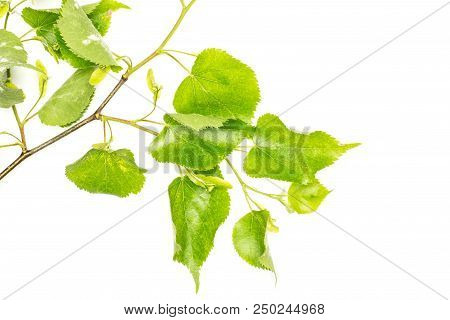 One Whole Fresh Green Plant Linden Tree Branch Fresh Broad Cordate Leaves Flatlay Isolated On White
