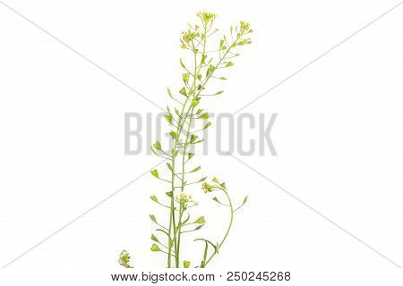 Group Of Three Whole Fresh Green Plant Shepherds Purse Three Stems Flatlay Isolated On White