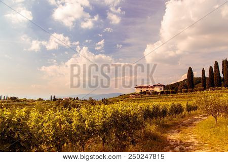 Sunset In The Vineyards Of Rosazzo
