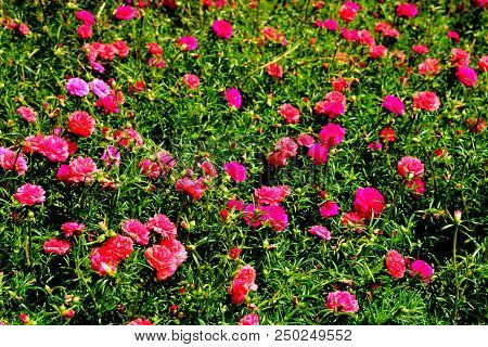 Portulaca  Is The Type Genus Of The Flowering Plant Family Portulacaceae, Comprising About 40-100 Sp