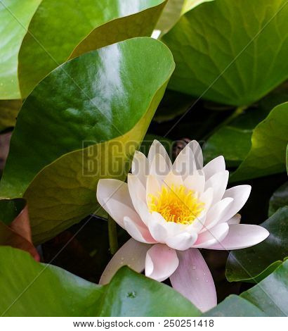 Several Nenufar Leaves Of A Pond And A Pink And Yellow Flower