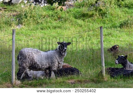 Landscape with goats in a meadow. Flam. The famous tourist town. Place of transfer from the most beautiful railway of Europe Flamsbahn to a sea liner or ferry. une 17,2018. Flam, Norway, Scandinavia.