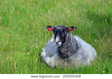 Landscape with goats in a meadow. Flam. The famous tourist town. Place of transfer from the most beautiful railway of Europe Flamsbahn to a sea liner or ferry. une 17,2018. Flam, Norway, Scandinavia.
