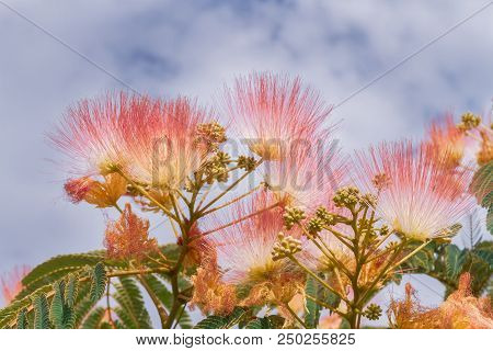 Beautiful Flowers Of A Tree Of The Lankaran Acacia Or Albizia Lankaran