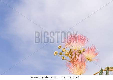 Beautiful Flowers Of A Tree Of The Lankaran Acacia Or Albizia Lankaran