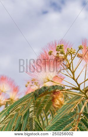 Beautiful Flowers Of A Tree Of The Lankaran Acacia Or Albizia Lankaran