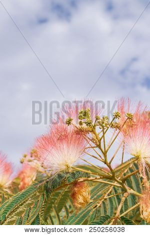 Beautiful Flowers Of A Tree Of The Lankaran Acacia Or Albizia Lankaran
