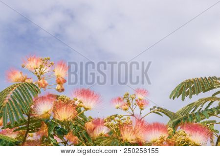 Beautiful Flowers Of A Tree Of The Lankaran Acacia Or Albizia Lankaran
