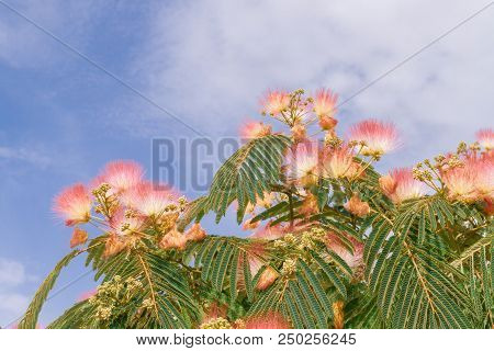 Beautiful Flowers Of A Tree Of The Lankaran Acacia Or Albizia Lankaran