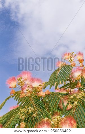 Beautiful Flowers Of A Tree Of The Lankaran Acacia Or Albizia Lankaran