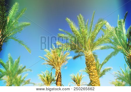 Palms With Colorful Pop Art Effect. Vintage Stylized Photo With Light Leaks. Summer Palm Trees Over 