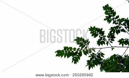Tropical Tree Leaves With Branches On White Isolated Background For Green Foliage Backdrop