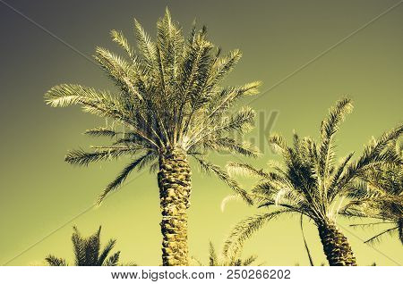 Palms With Orange Pop Art Effect. Vintage Stylized Photo With Light Leaks. Summer Palm Trees Over Sk