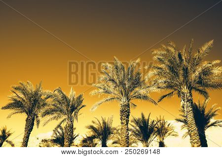 Palms With Orange Pop Art Effect. Vintage Stylized Photo With Light Leaks. Summer Palm Trees Over Sk