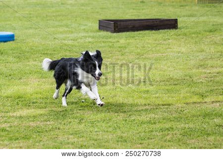 Portrait Of Border Collie Dog On A Walk In Belgium