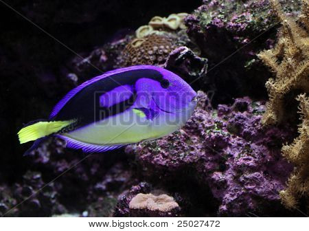 Regal Tang