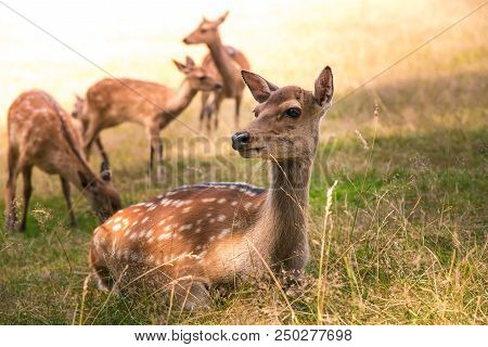 Deer Fawn Portrait Forest Park Wild Brown Animals