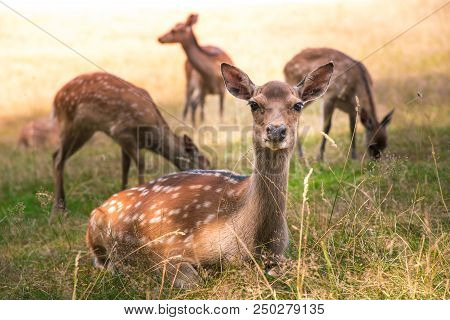 Deer Fawn Portrait Forest Park Wild Brown Animals