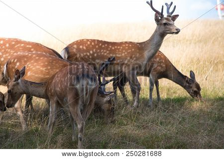 Deer Fawn Portrait Forest Park Wild Brown Animals