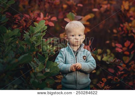 Portrait Of A Small Cute Boy In A Warm Autumn Sweater, Stands Near The Bushes
