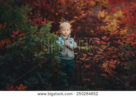 Portrait Of A Small Cute Boy In A Warm Autumn Sweater, Stands Near The Bushes