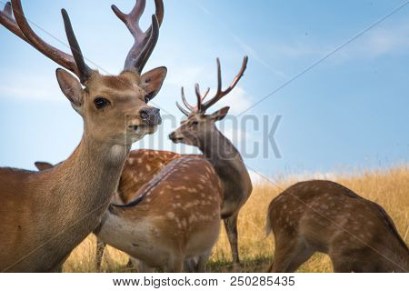 Deer Fawn Portrait Forest Park Wild Brown Animals