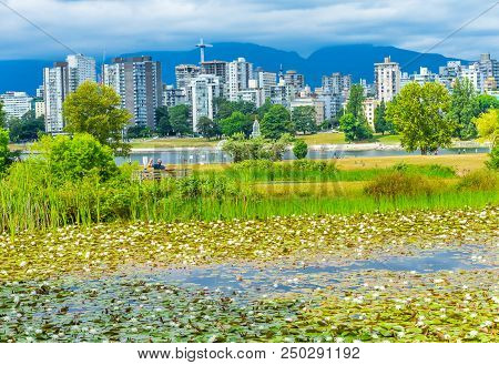 White Water Lilies Pond Vanier Park Vancouver British Columbia Canada Pacific Northwest.