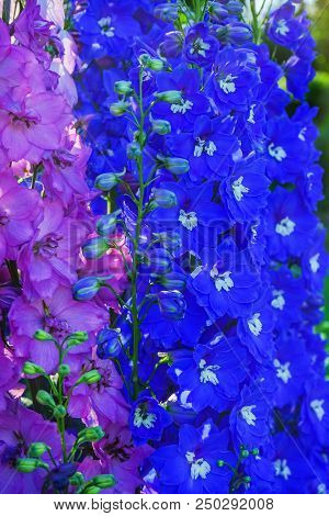 Pink Blue White Delphinium Larkspur Perennial Van Dusen Garden Vancouver British Columbia Canada